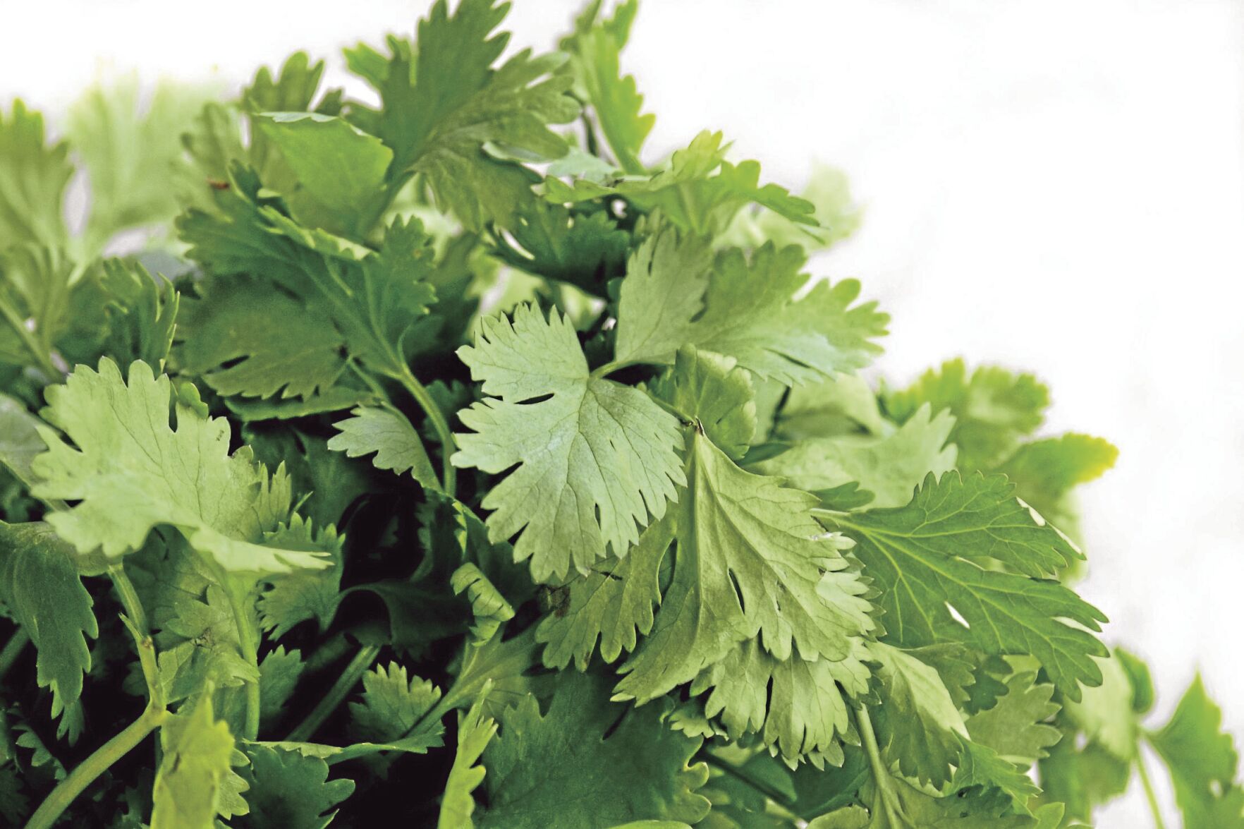 Lime-cilantro